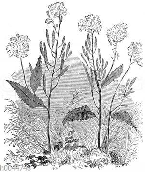 Schwarzer Senf