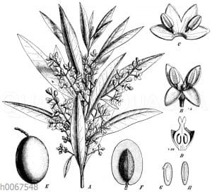 Olivenbaum
