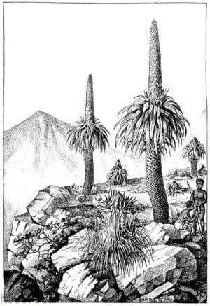 Lobelia rhynchopetalum