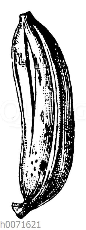 Banane