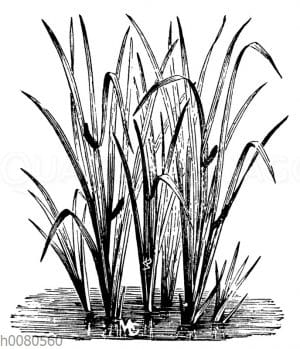 Kalmus