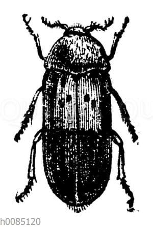 Speckkäfer