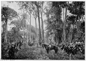 Kakaopflanzung in Victoria in Kamerun