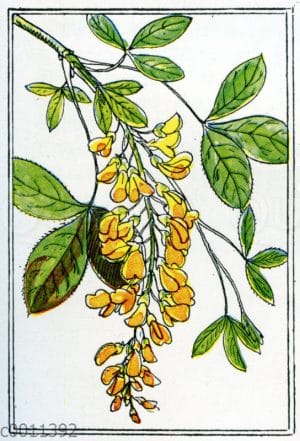 Goldregen