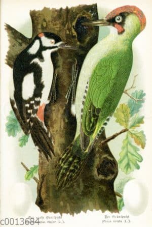 Großer Buntspecht und Grünspecht