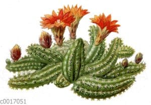 Chamaecereus silvestrii