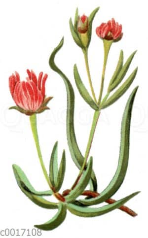Mesembryanthemum curvifolium
