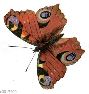 Tagpfauenauge