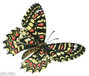 Osterluzeifalter