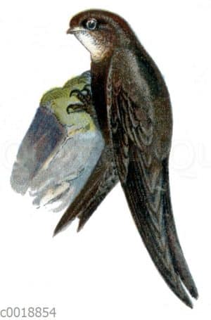 Mauersegler