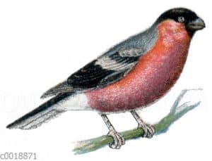 Gimpel