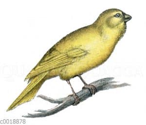 Kanarienvogel
