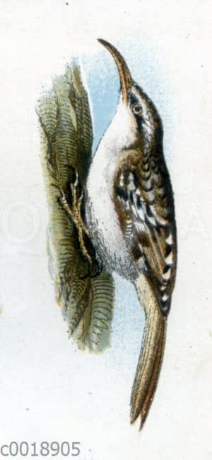 Waldbaumläufer