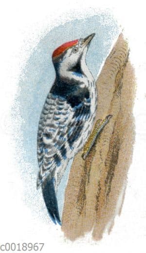 Kleinspecht