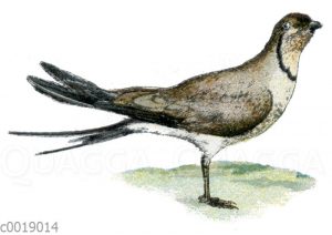 Rotflügel-Brachschwalbe