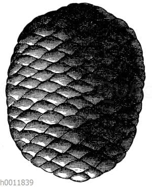 Miozäner Mammuthbaum: Zapfen