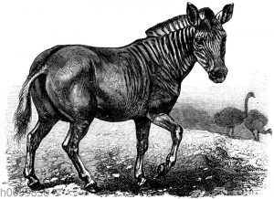 Quagga