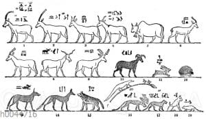 Altägyptische Darstellung verschiedener Tiere