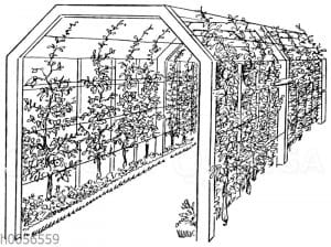 Obstlaubengang