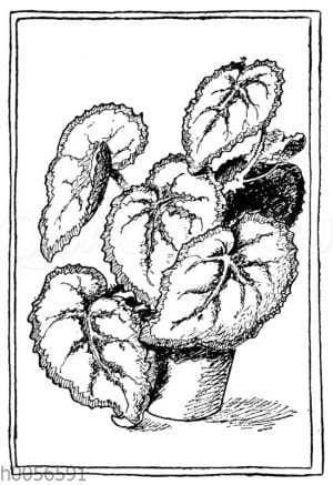 Großblättriges Schiefblatt