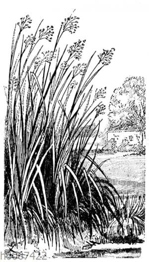 Binsen an einem Teichrand