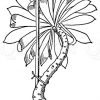 Echeveria mit Narben abgefallener Blätter