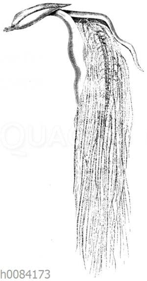 Fischschwanz-Palme: Blütenstand