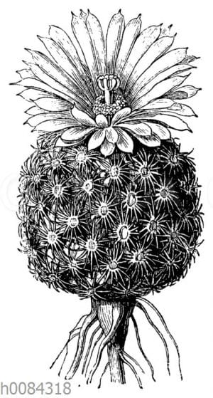 Mammilaria pectinata