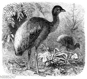 Grauflügel-Trompetervogel