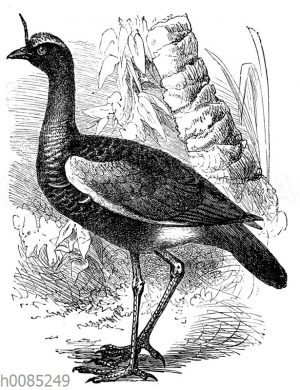 Hornwehrvogel