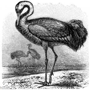 Kranich