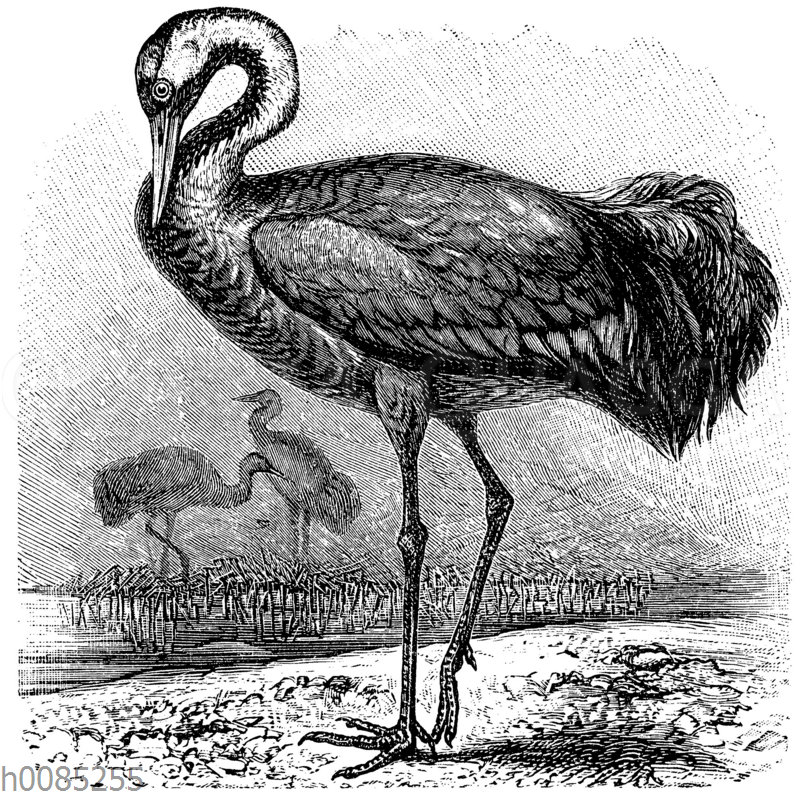 Kranich Quagga Illustrations