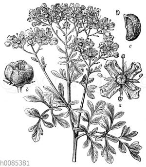 Weinraute