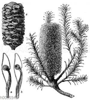 Banksia ericifolia