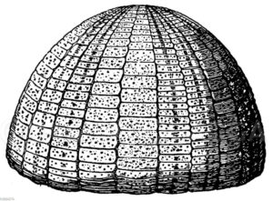 Seeigel, versteinert [Digital]