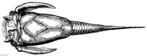 Gehörnter Flügelfisch (fossil) [Digital]