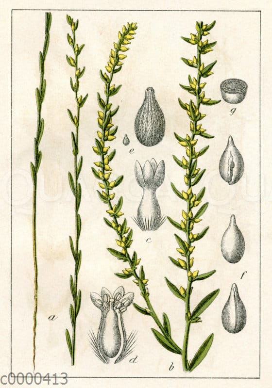 Spatzenzunge Quagga Illustrations