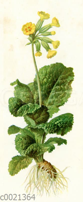 Schlüsselblume Quagga Illustrations