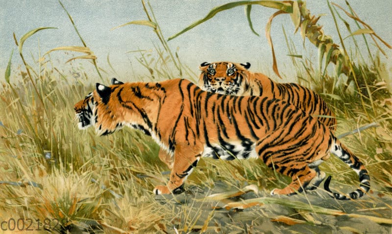 Königstiger Quagga Illustrations