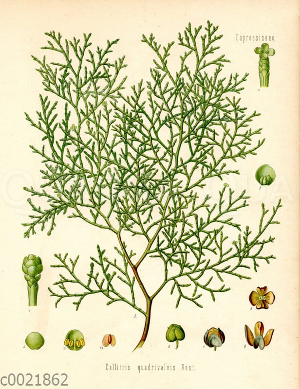 Callitris quadrivalvis Quagga Illustrations