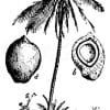 Kokospalme