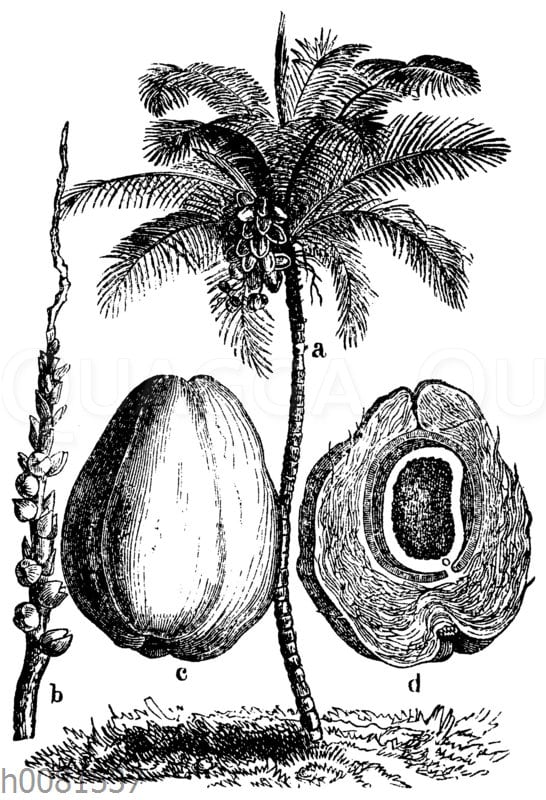 Kokospalme