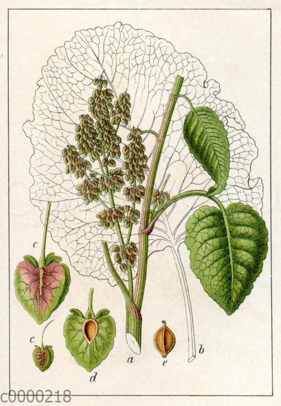 AlpenAmpfer Quagga Illustrations