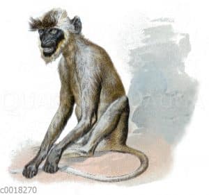 Bengalischer Hanuman-Langur