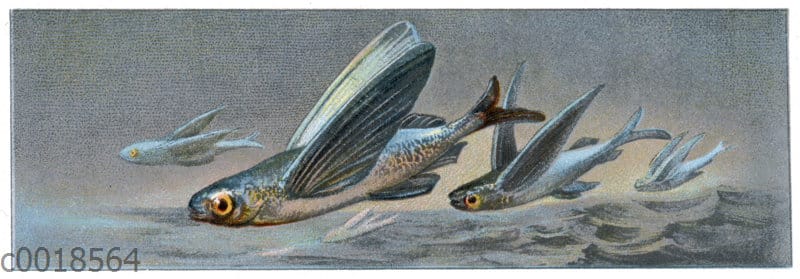 Schwalbenfisch