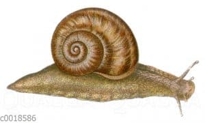 Weinbergschnecke