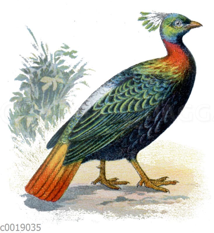 HimalayaGlanzfasan Quagga Illustrations