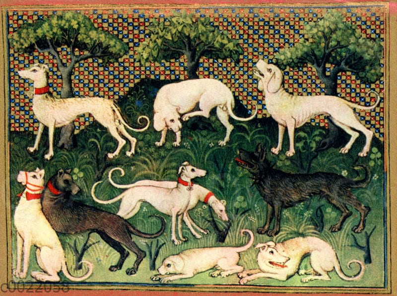Die Jagdhunde aus dem Jagdbuch des Grafen Phoebus