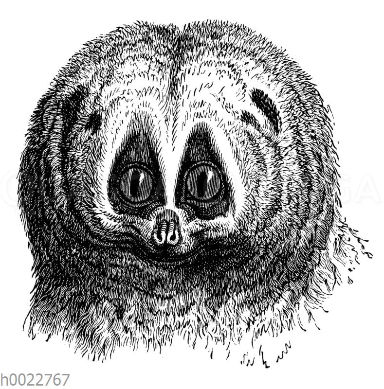 Plumplori Quagga Illustrations