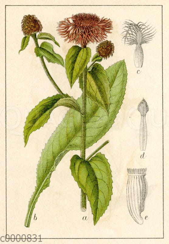 PerückenFlockenblume Quagga Illustrations